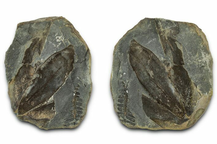 Macroneuropteris Fern Fossils Pos/Neg - Mazon Creek #331713